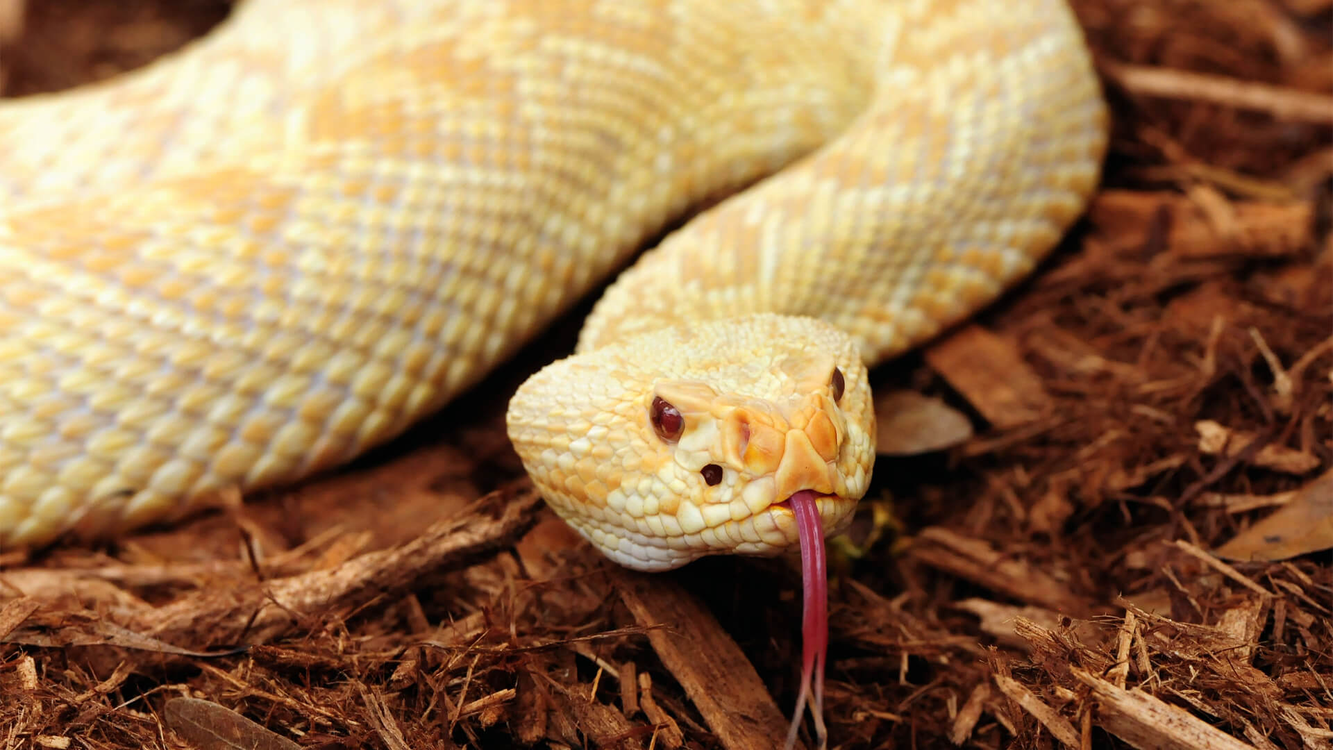 Central Florida Zoo & Botanical Gardens Eastern Diamondback Rattlesnake