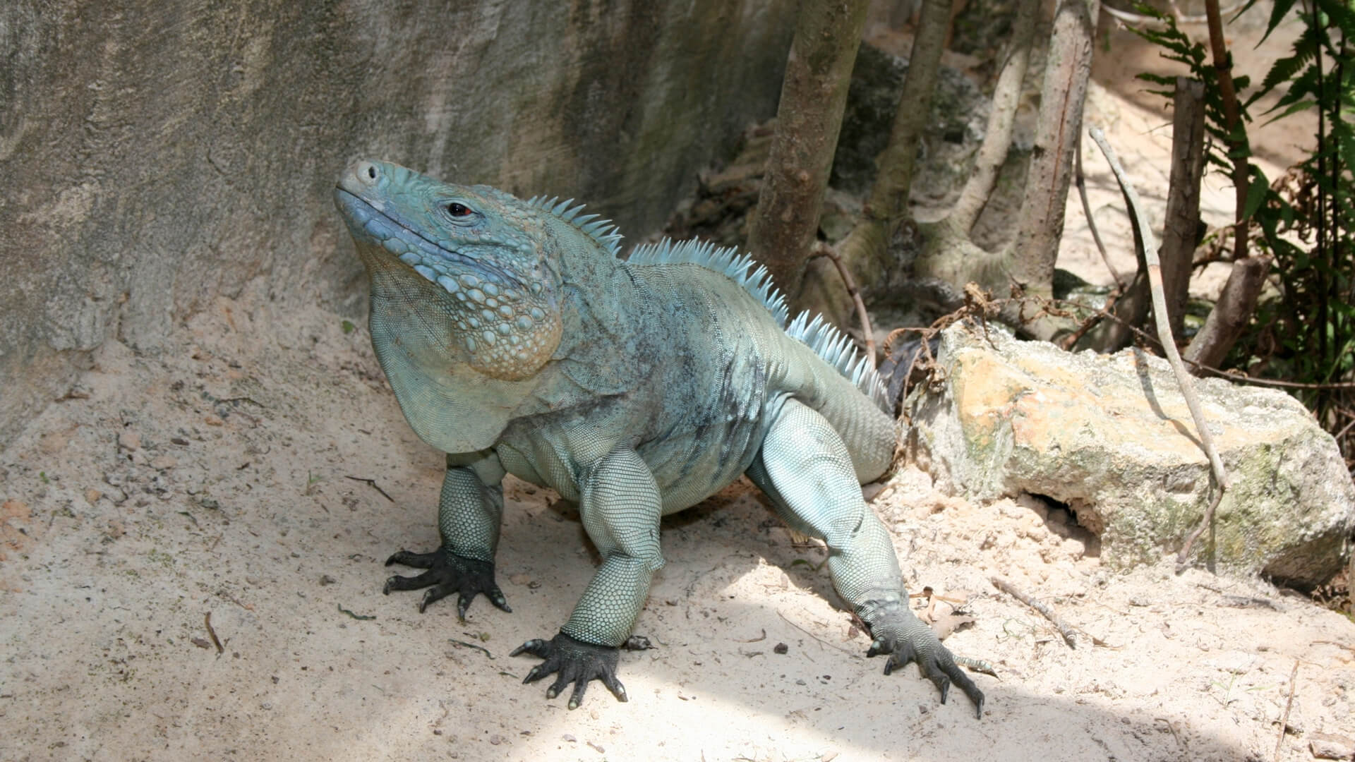 CFZ Grand Cayman Rock Iguana - CFZ