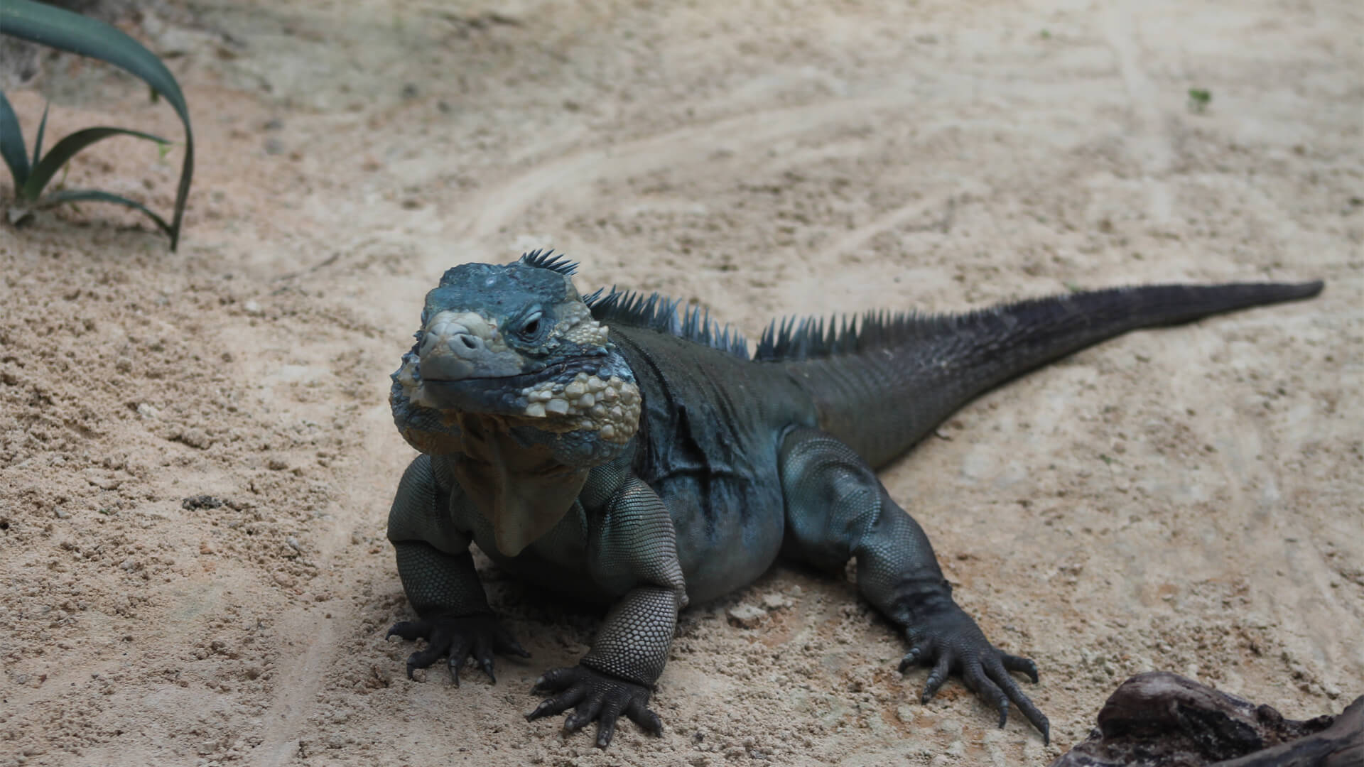CFZ Grand Cayman Rock Iguana - CFZ