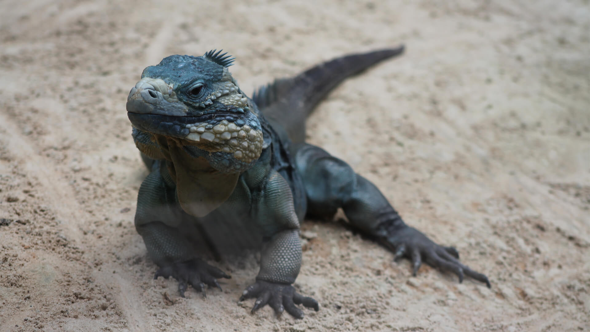CFZ Grand Cayman Rock Iguana - CFZ