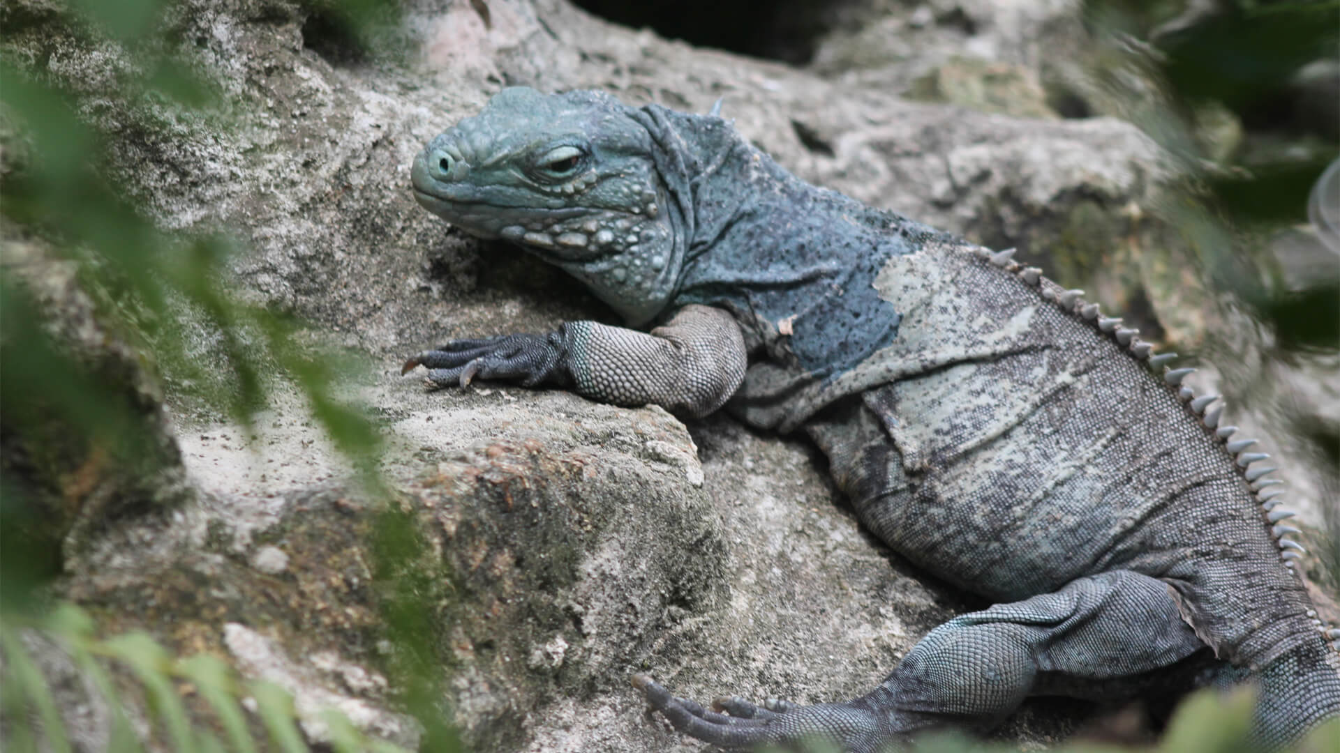 CFZ Grand Cayman Rock Iguana - CFZ