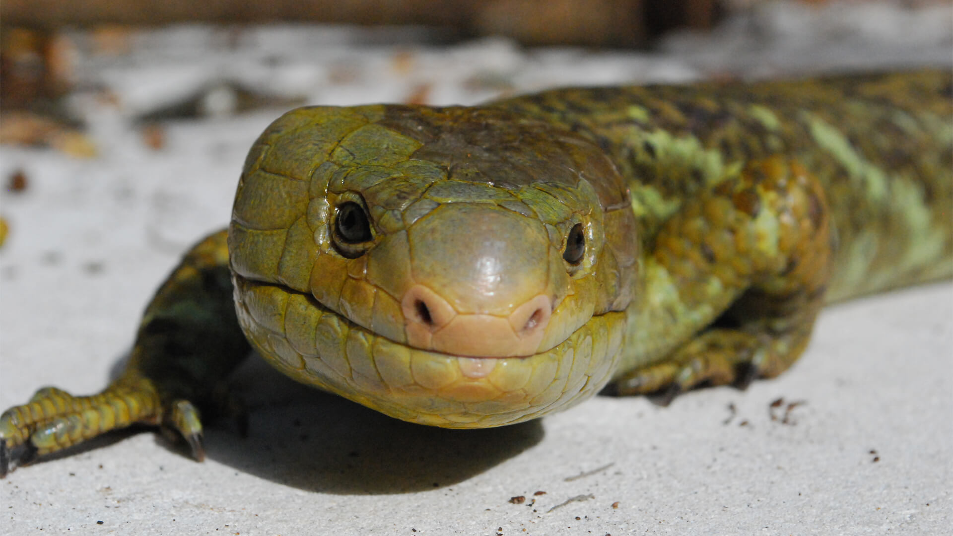CFZ Prehensile-tailed Skink - CFZ