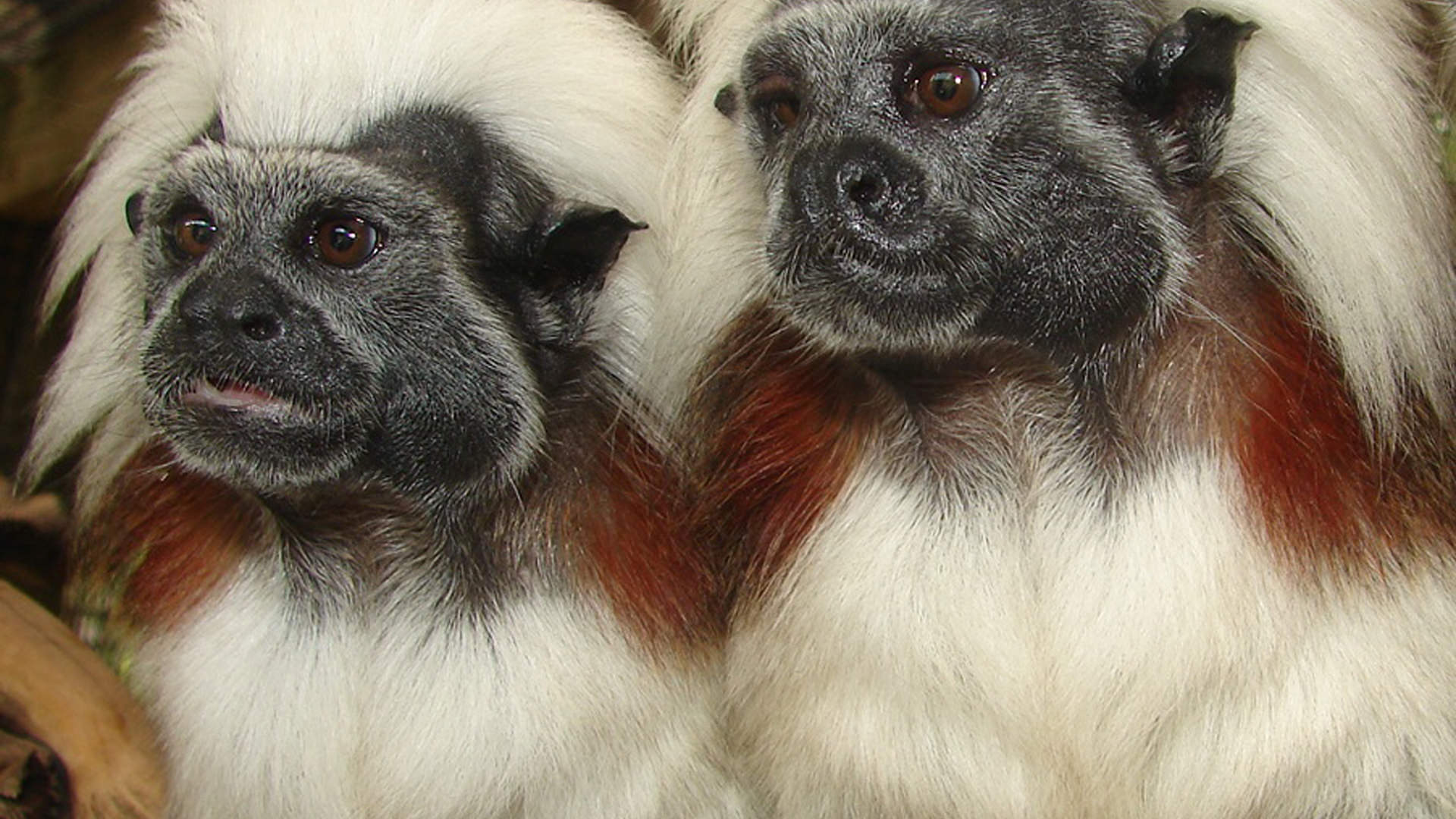 cotton top tamarin plush