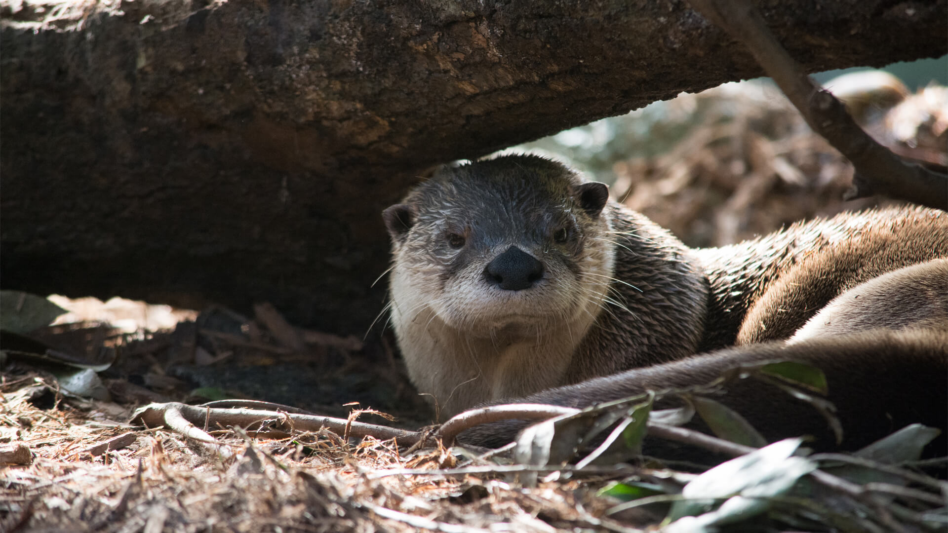 CFZ North American River Otter - CFZ