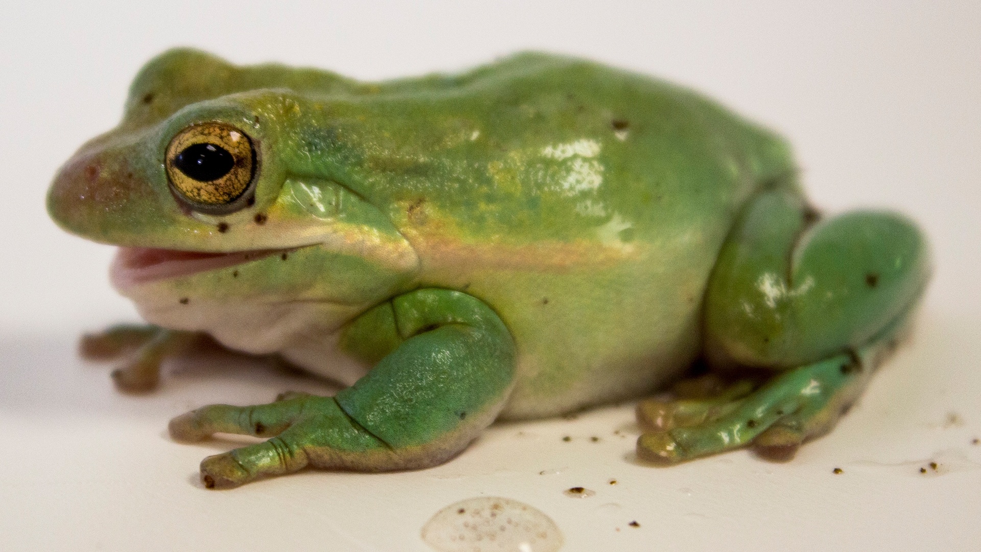 Tree Frog white background