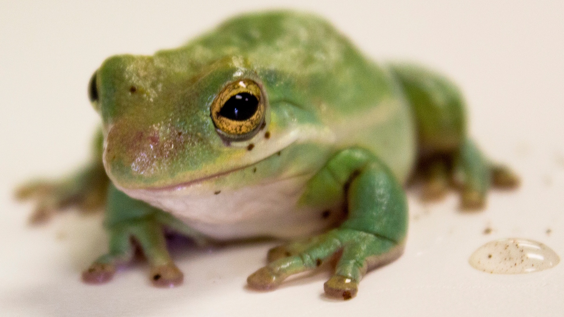 White's Tree Frog