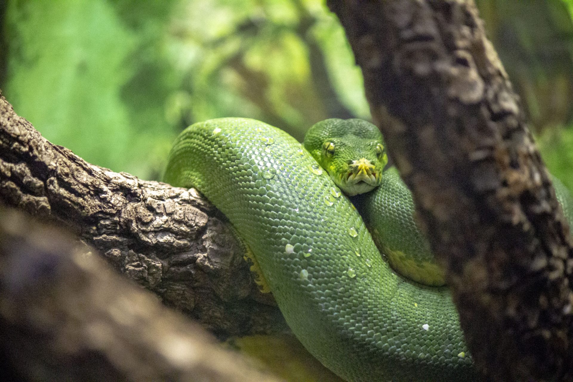 Green Tree Python Attraction Central Florida Zoo Animals