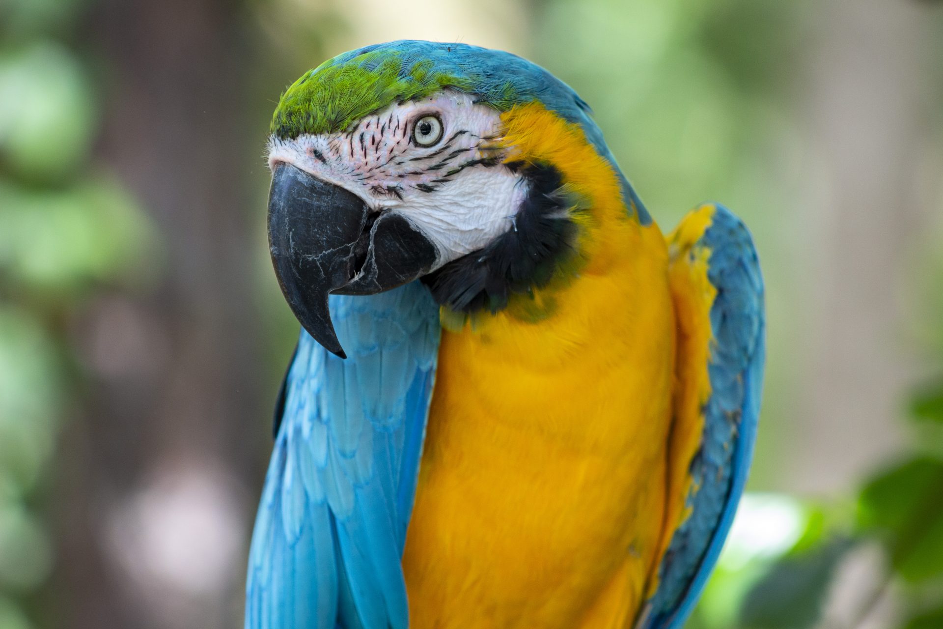 Central Florida Zoo & Botanical Gardens Blue and Gold Macaw Attraction