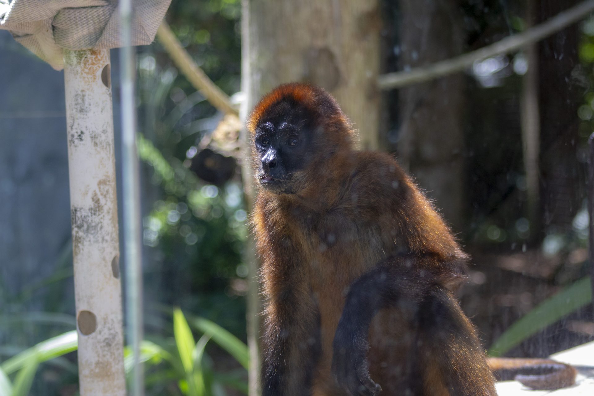 Spider Monkeys Habitat