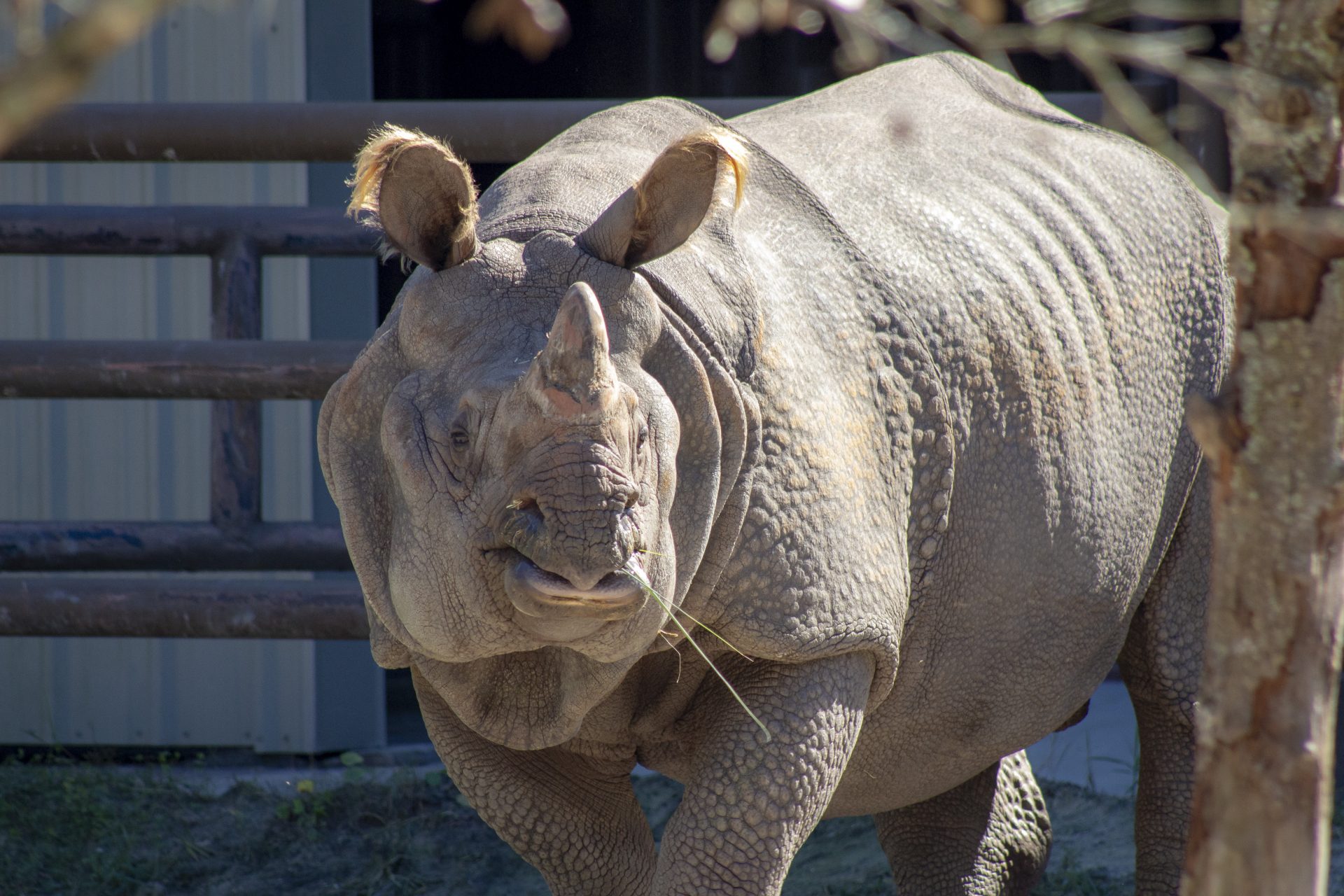 Central Florida Zoo & Botanical Gardens Greater OneHorned Rhinoceros