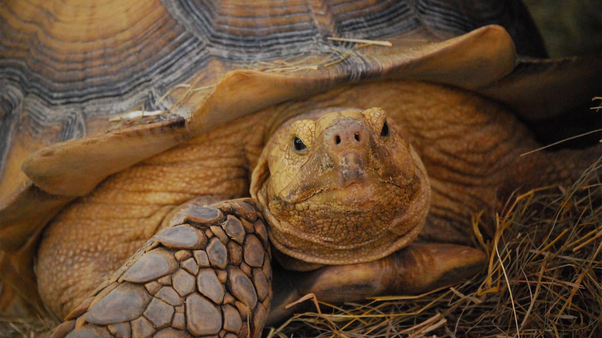 Central Florida Zoo & Botanical Gardens African Spurred Tortoise (2) Central Florida Zoo