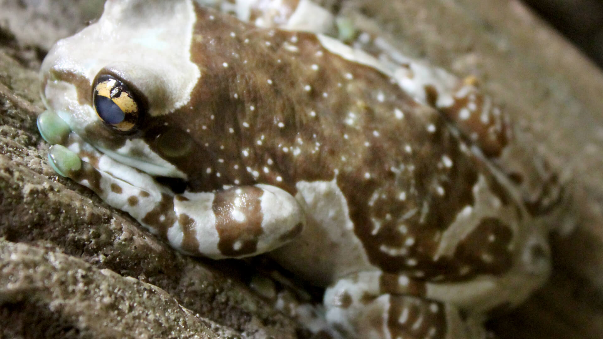 Central Florida Zoo & Botanical Gardens AmazonMilkFrog Central