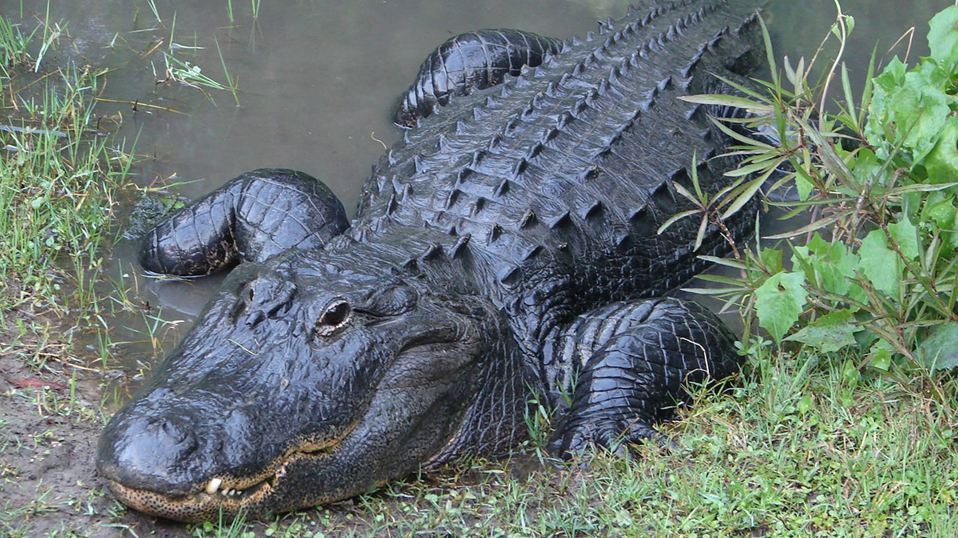 Central Florida Zoo And Botanical Gardens American Alligator Attraction