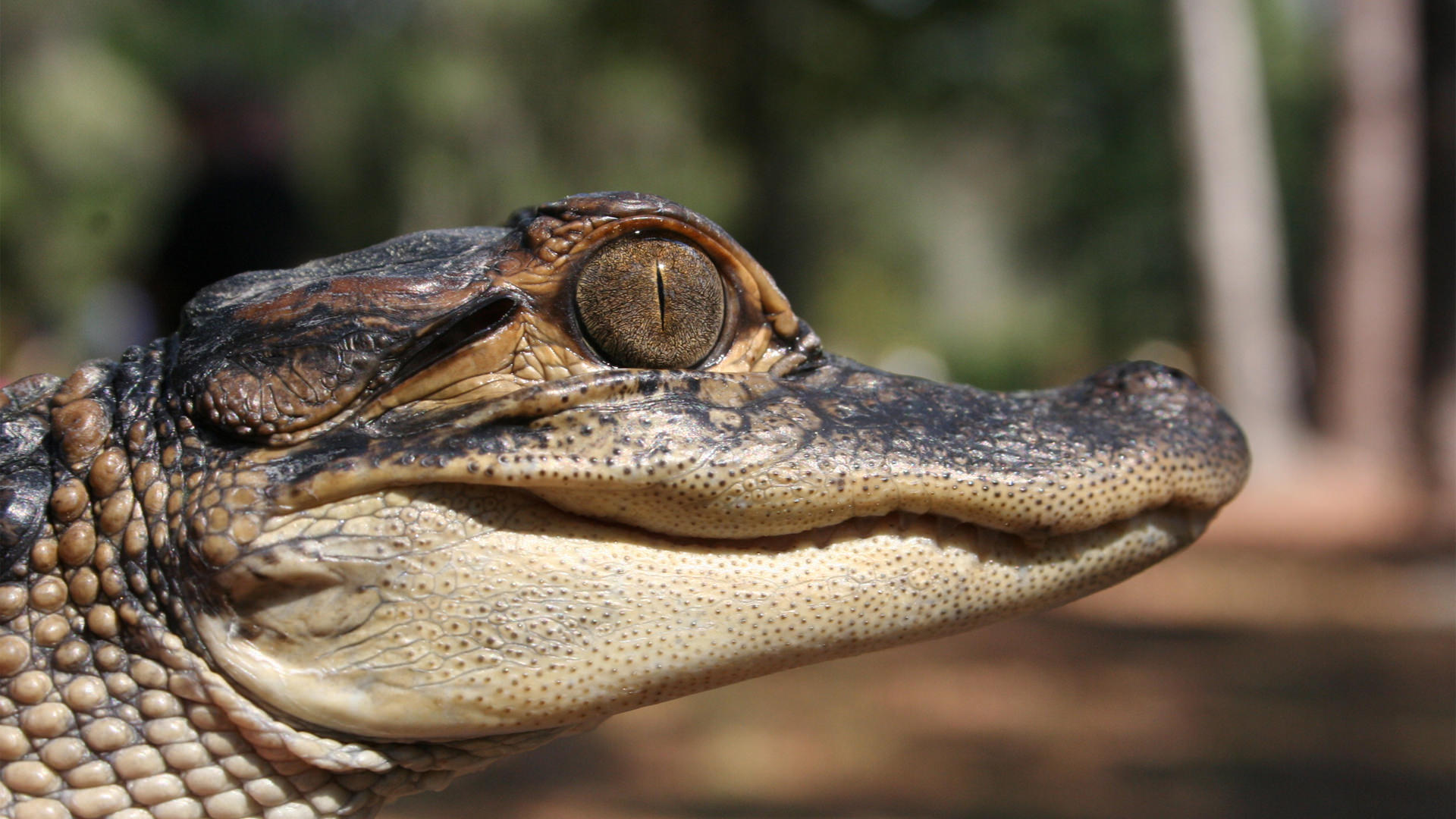 Central Florida Zoo & Botanical Gardens American Alligator - Central Florida Zoo ...1920 x 1080