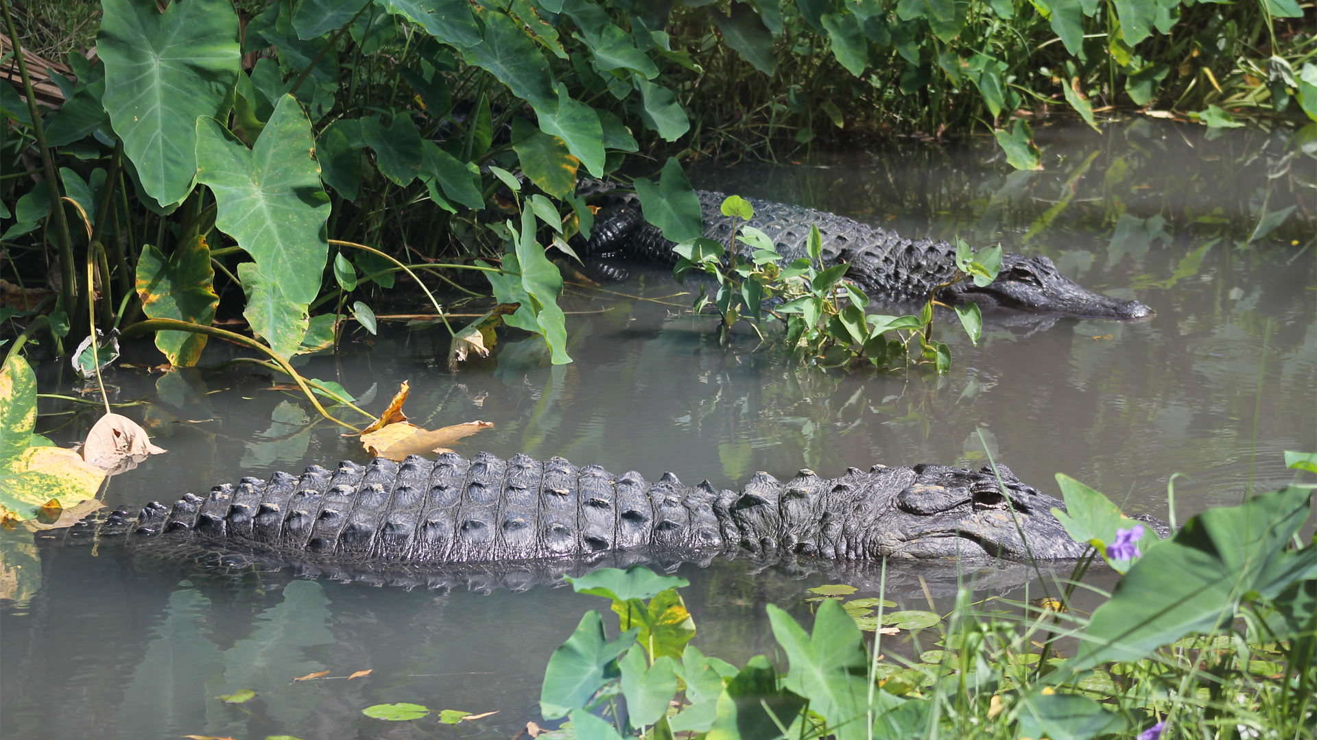 Central Florida Zoo & Botanical Gardens American Alligator Central