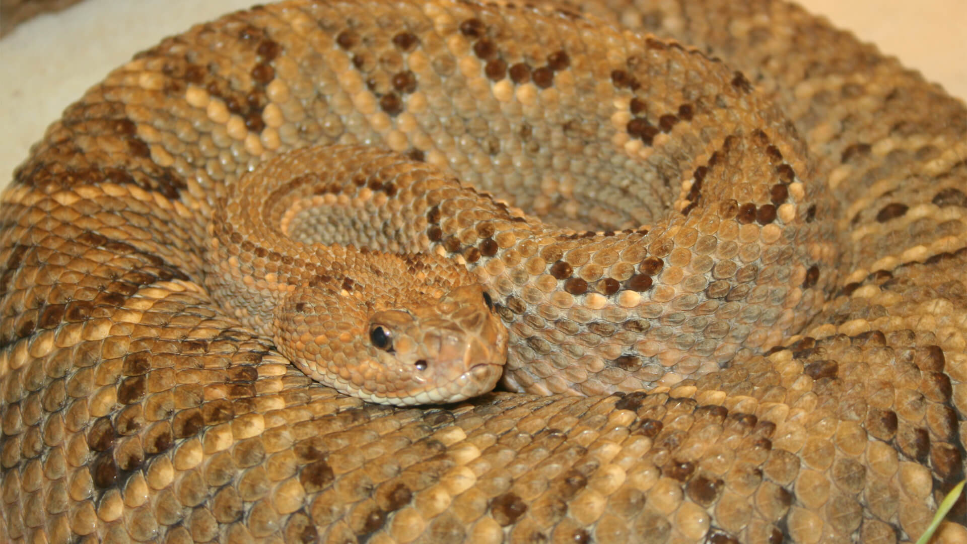 Aruba Island Rattlesnake (1)