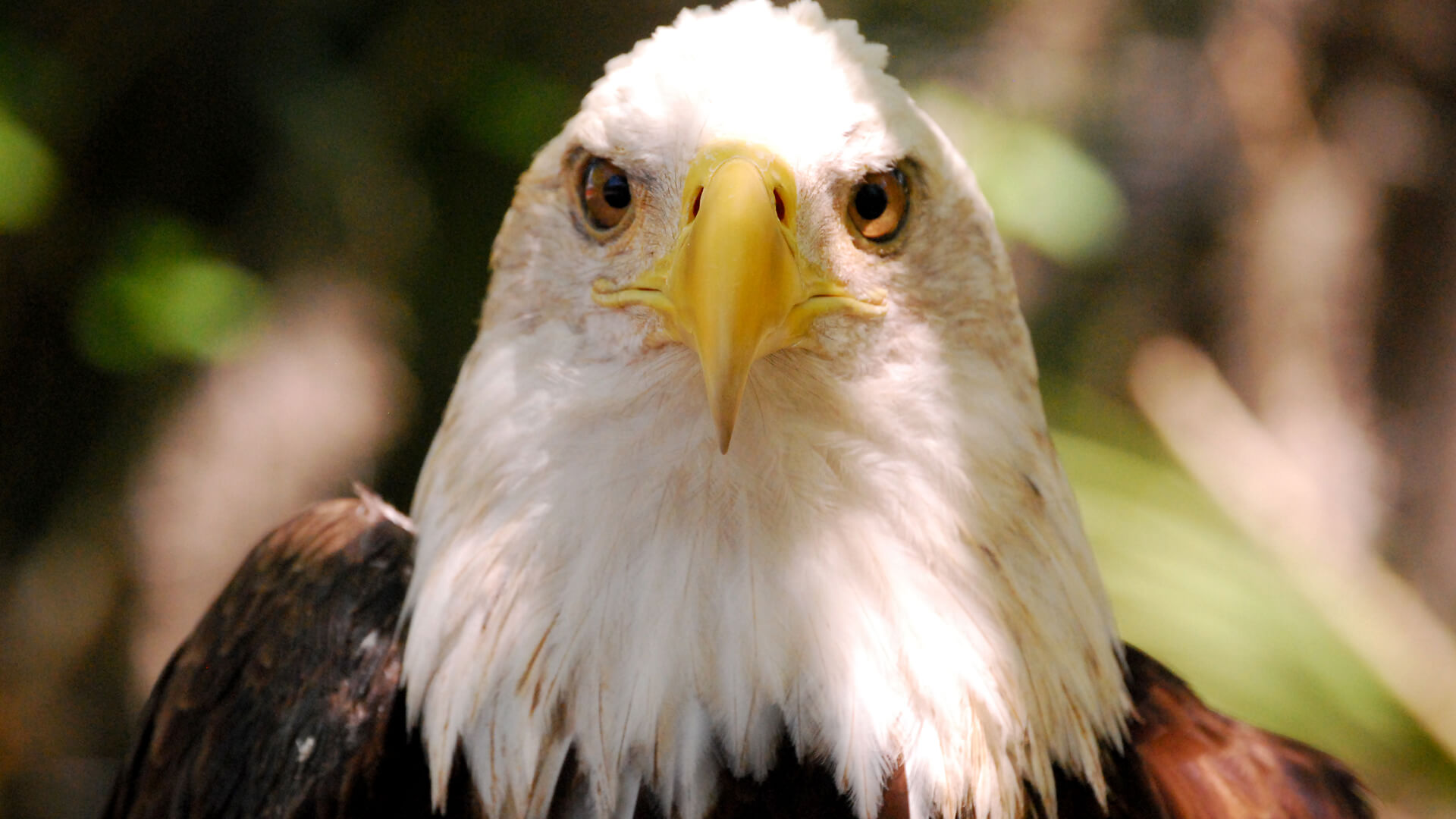 Central Florida Zoo & Botanical Gardens Bald-Eagle-(1) – Central
