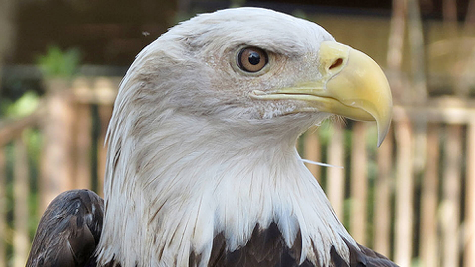 Bald-Eagle-(2)