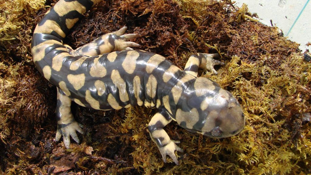 Central Florida Zoo & Botanical Gardens Barred Tiger Salamander