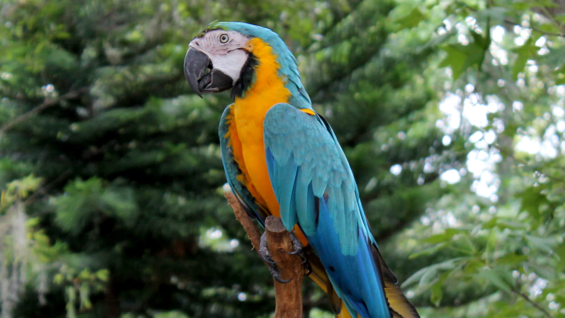 blue and gold macaw plush