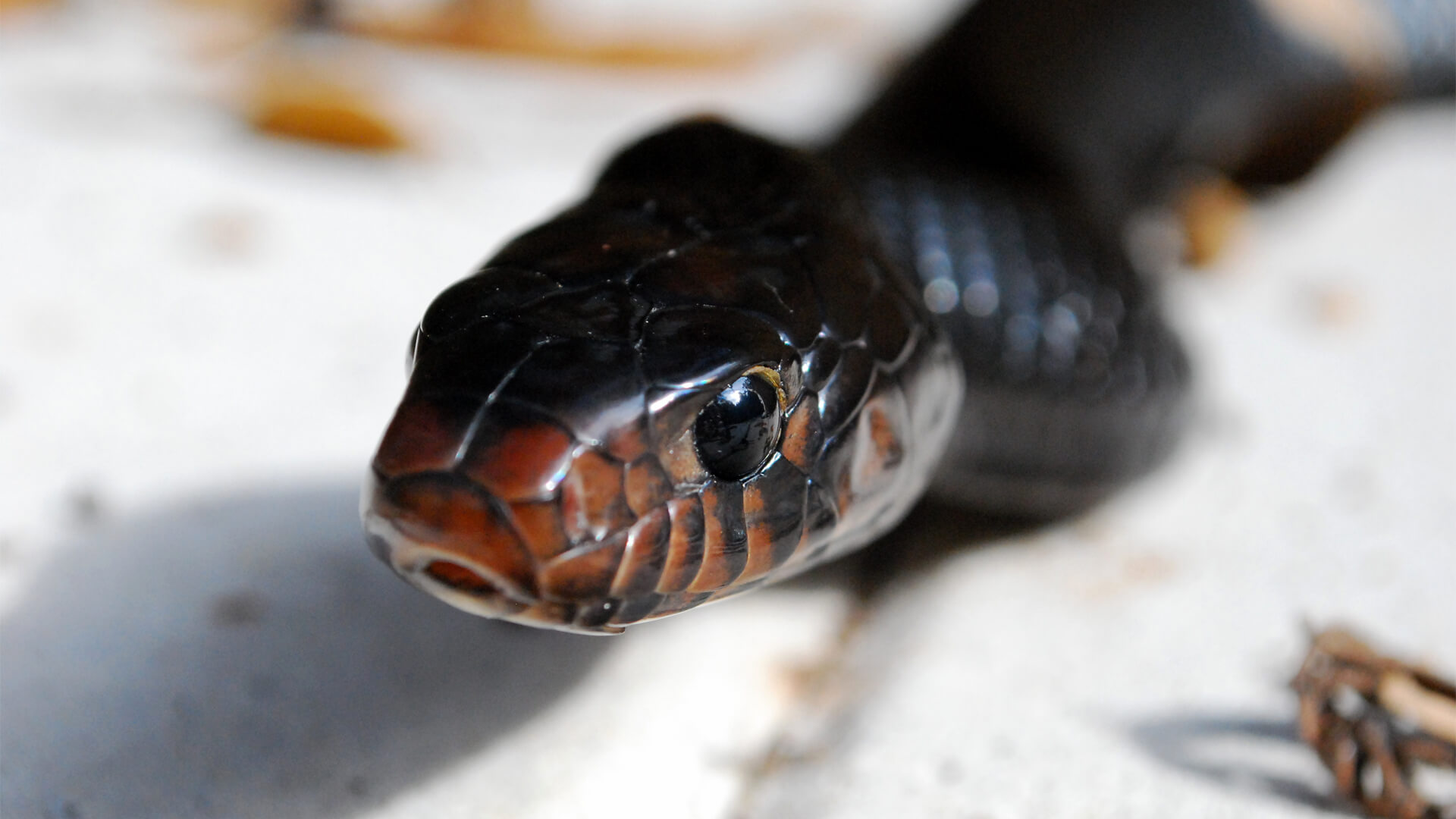 indigo snake indigo snake