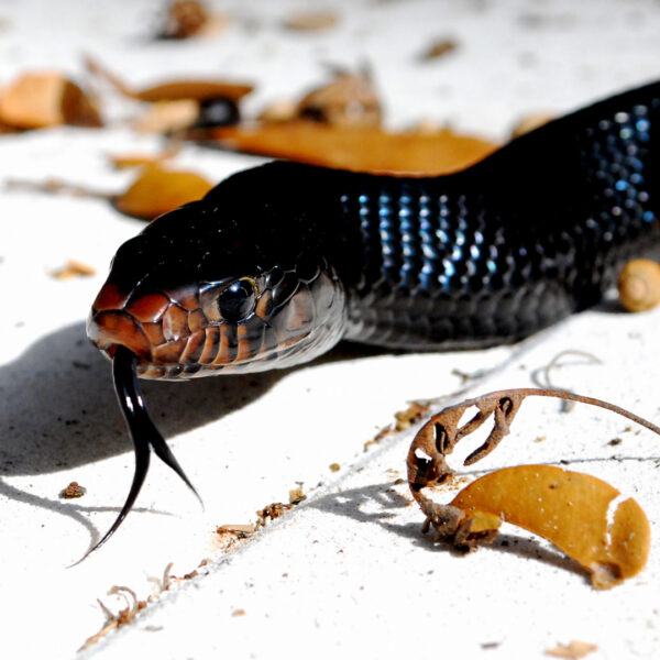 Eastern indigo snake