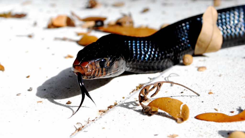 Central Florida Zoo And Botanical Gardens Eastern Indigo Snake Attraction