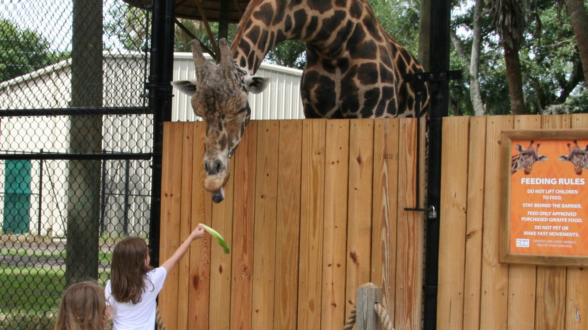 Central Florida Zoo Botanical Gardens Giraffe Central Florida Zoo Central florida zoo botanical gardens giraffe central florida zoo