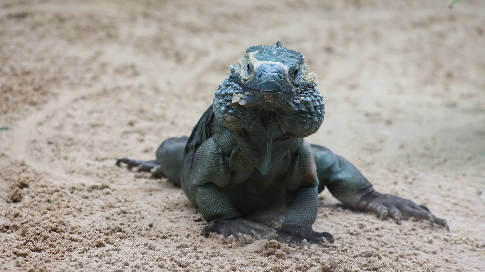 Central Florida Zoo & Botanical Gardens Grand Cayman Rock Iguana