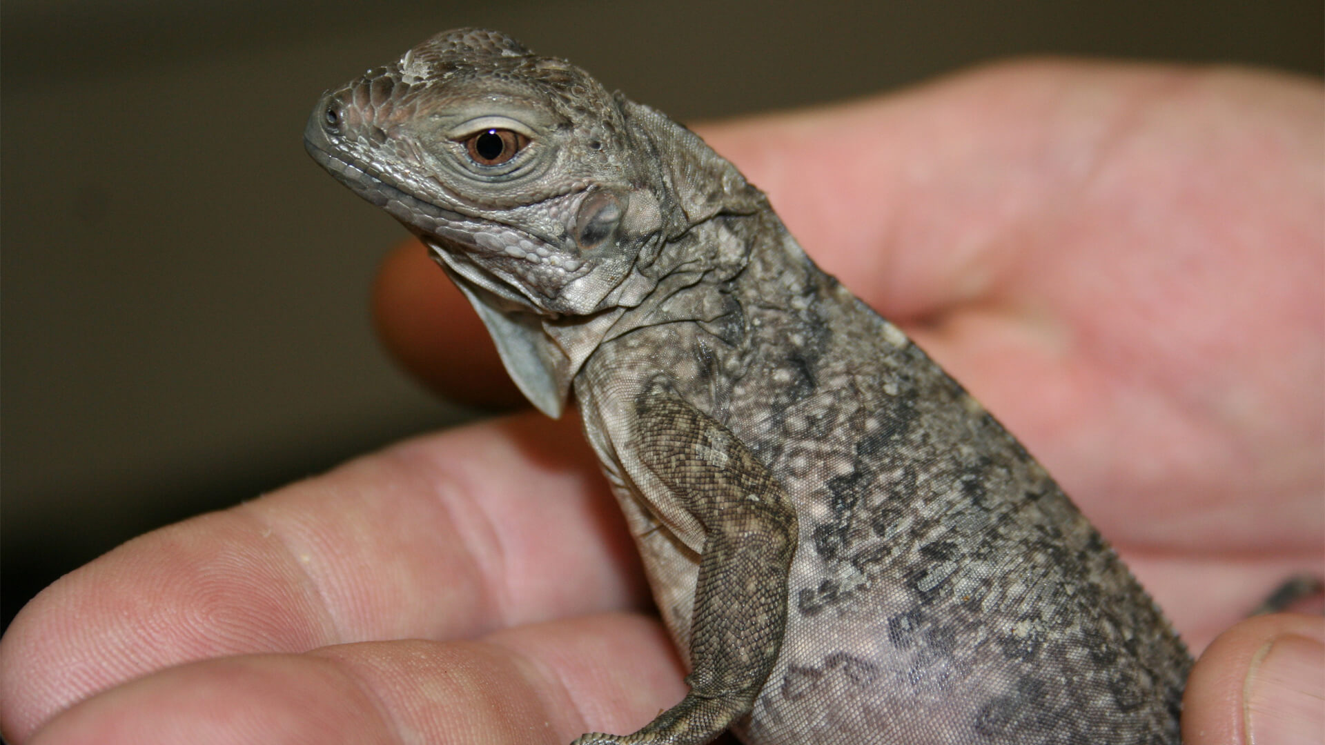 Central Florida Zoo & Botanical Gardens Grand Cayman Rock Iguana