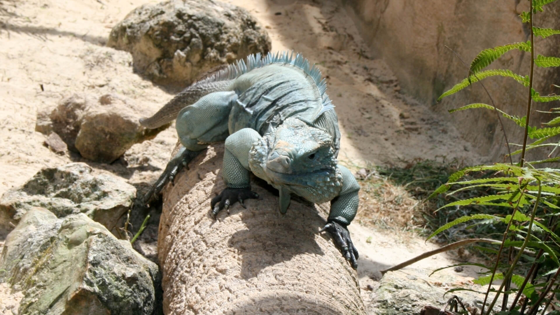 Central Florida Zoo & Botanical Gardens Grand Cayman Rock Iguana (3