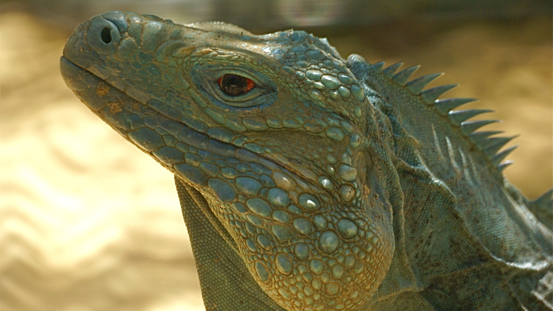 Central Florida Zoo & Botanical Gardens Grand Cayman Rock Iguana