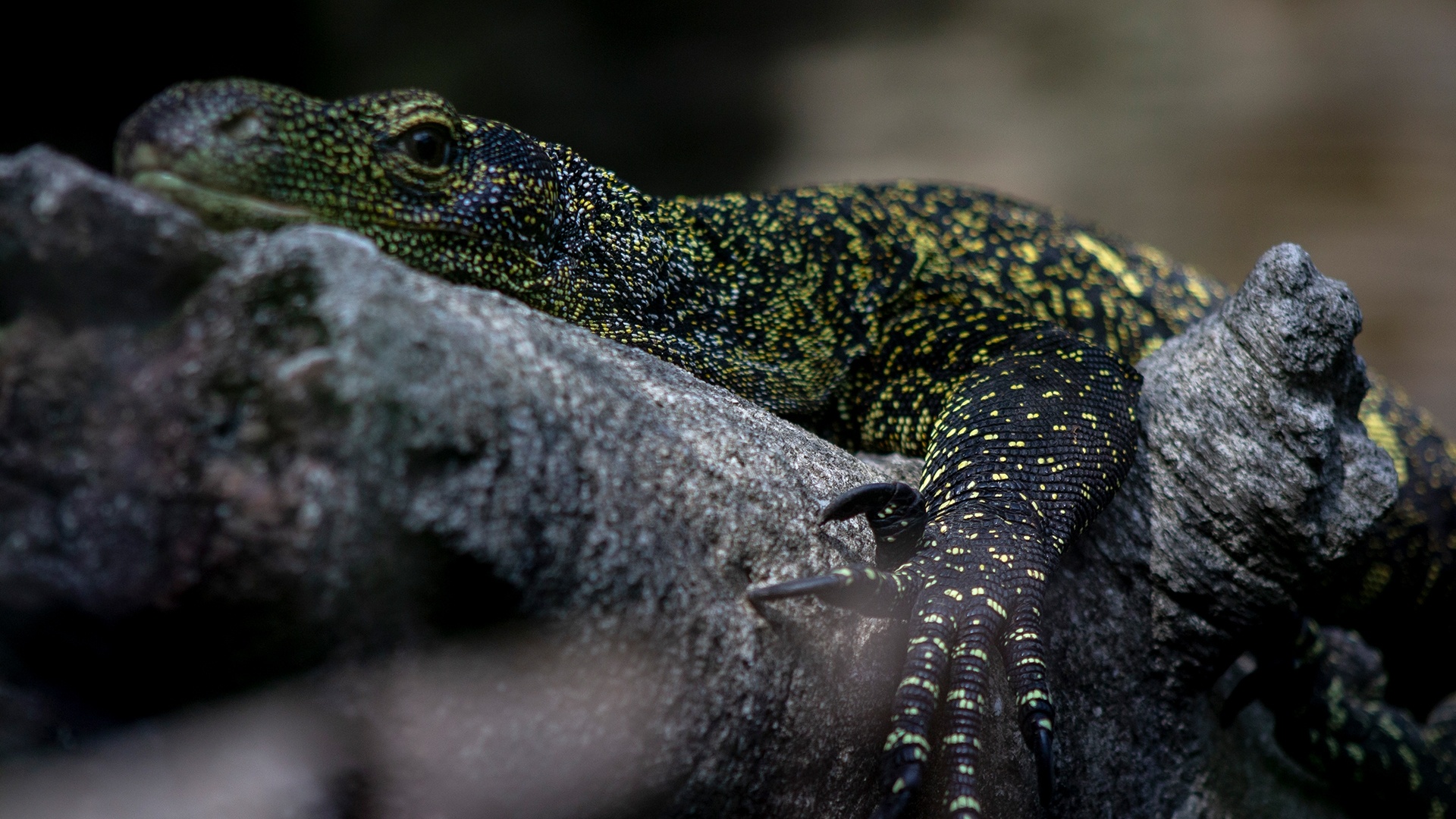 monitor lizard on tree