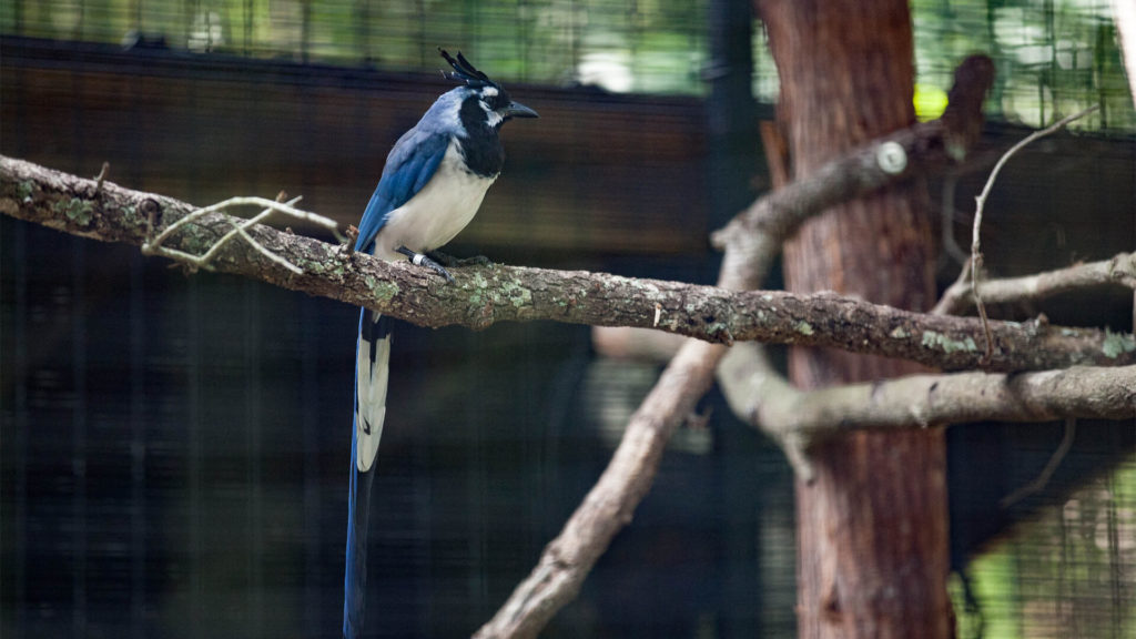 BlackThroated Magpie Jay Attraction Central Florida Zoo Animals