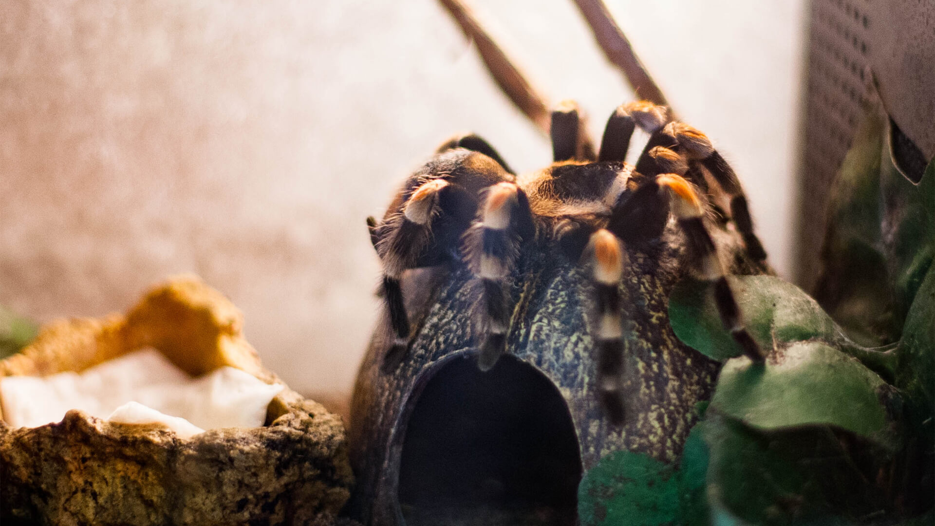 Central Florida Zoo & Botanical Gardens Redknee Tarantula Central