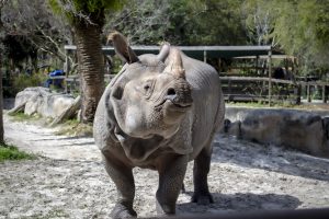 PJ the Greater one-horned rhino