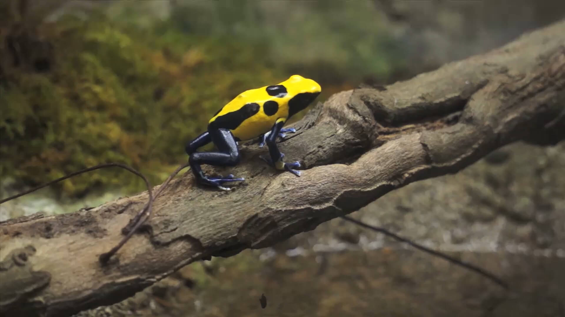 Central Florida Zoo & Botanical Gardens Poison Dart Frog (2) Central