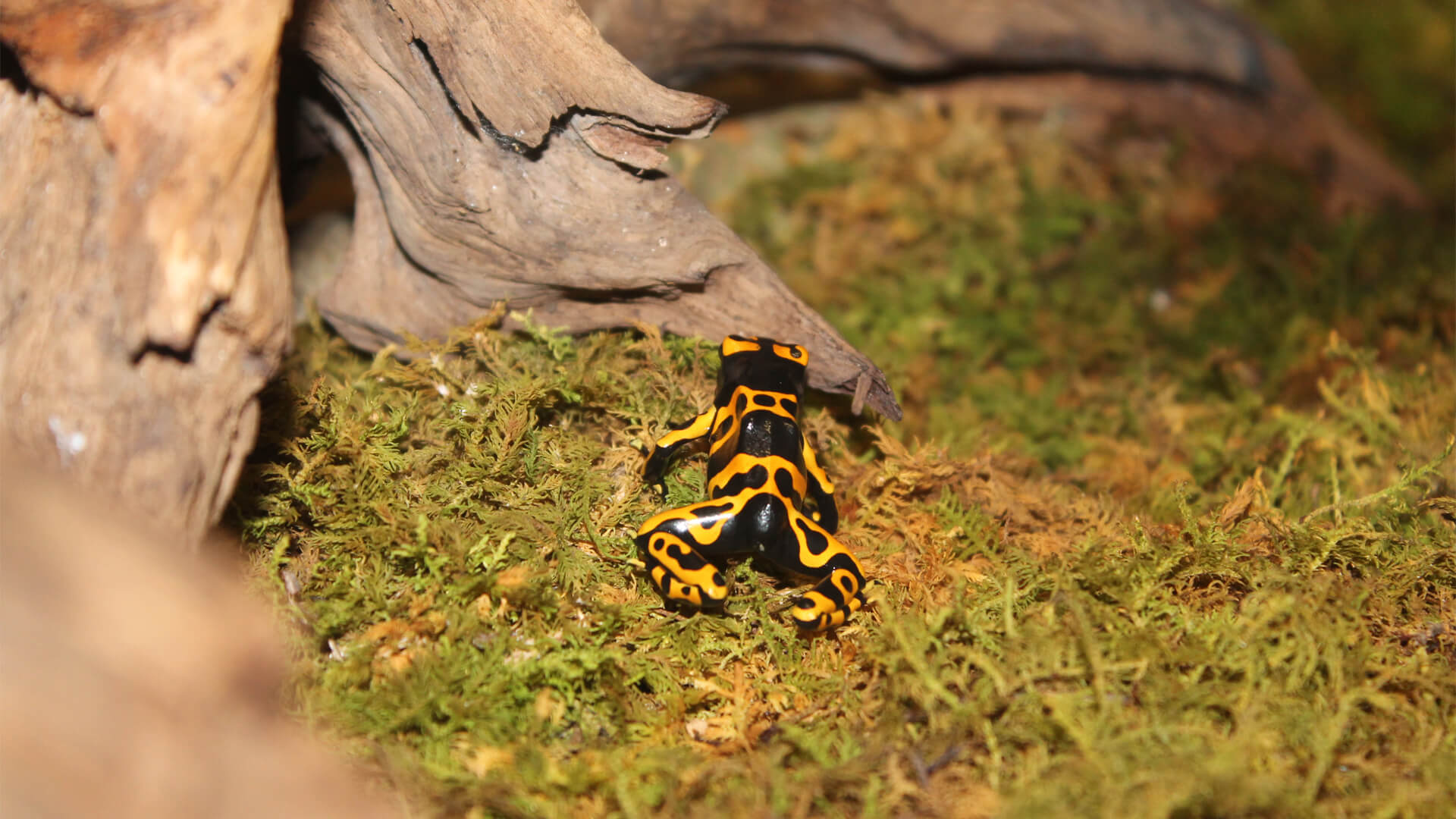 Central Florida Zoo & Botanical Gardens Poison Dart Frogs (4) Central