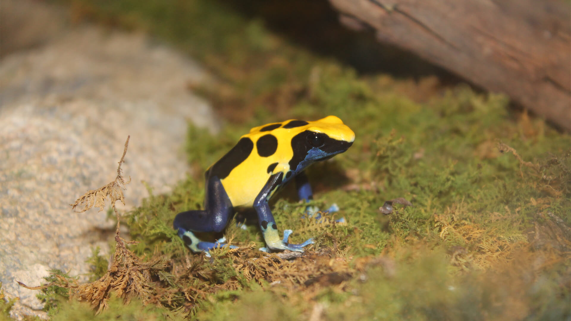 Central Florida Zoo & Botanical Gardens Poison Dart Frogs (5) Central