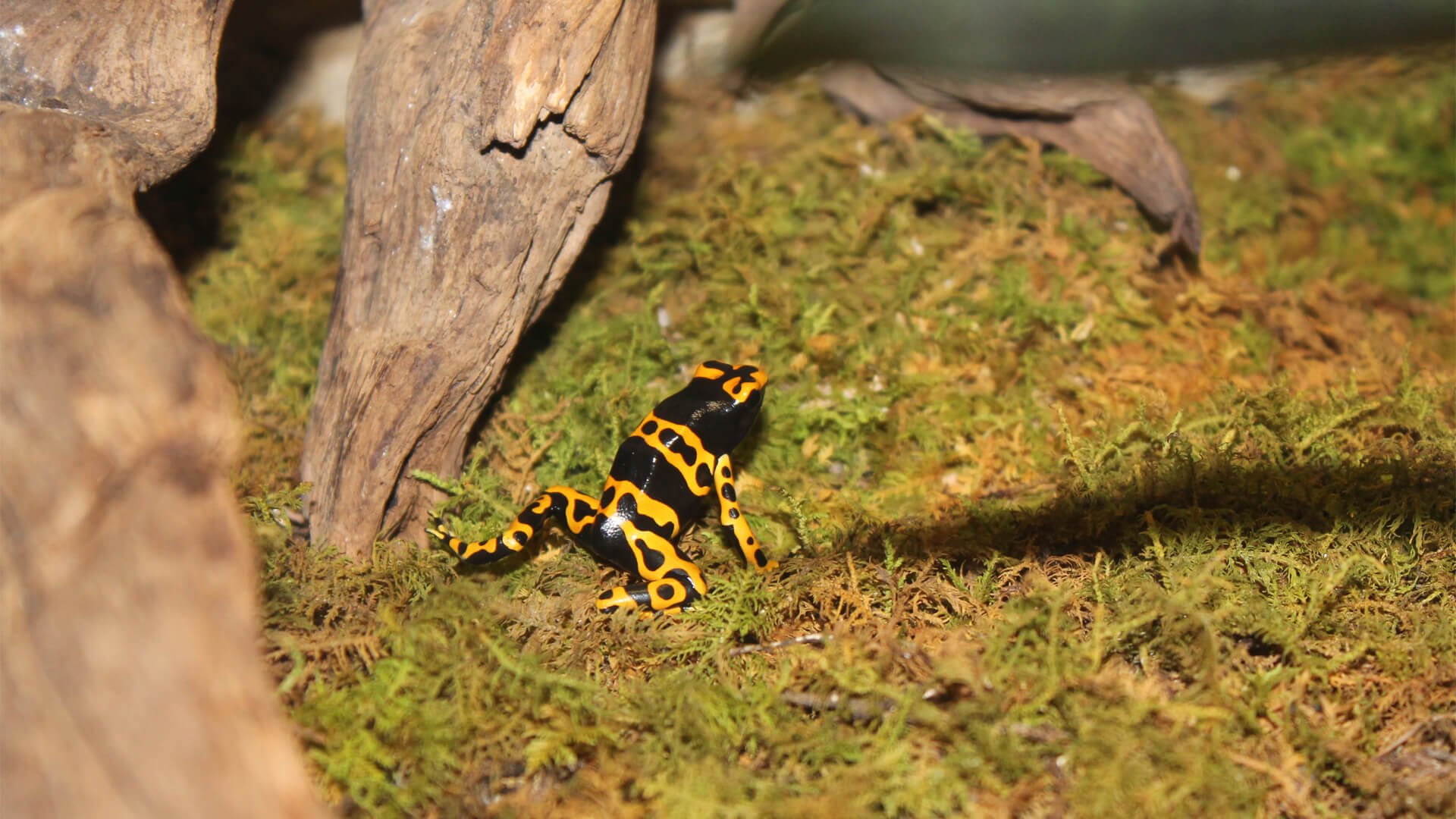 Central Florida Zoo & Botanical Gardens Poison Dart Frogs Central