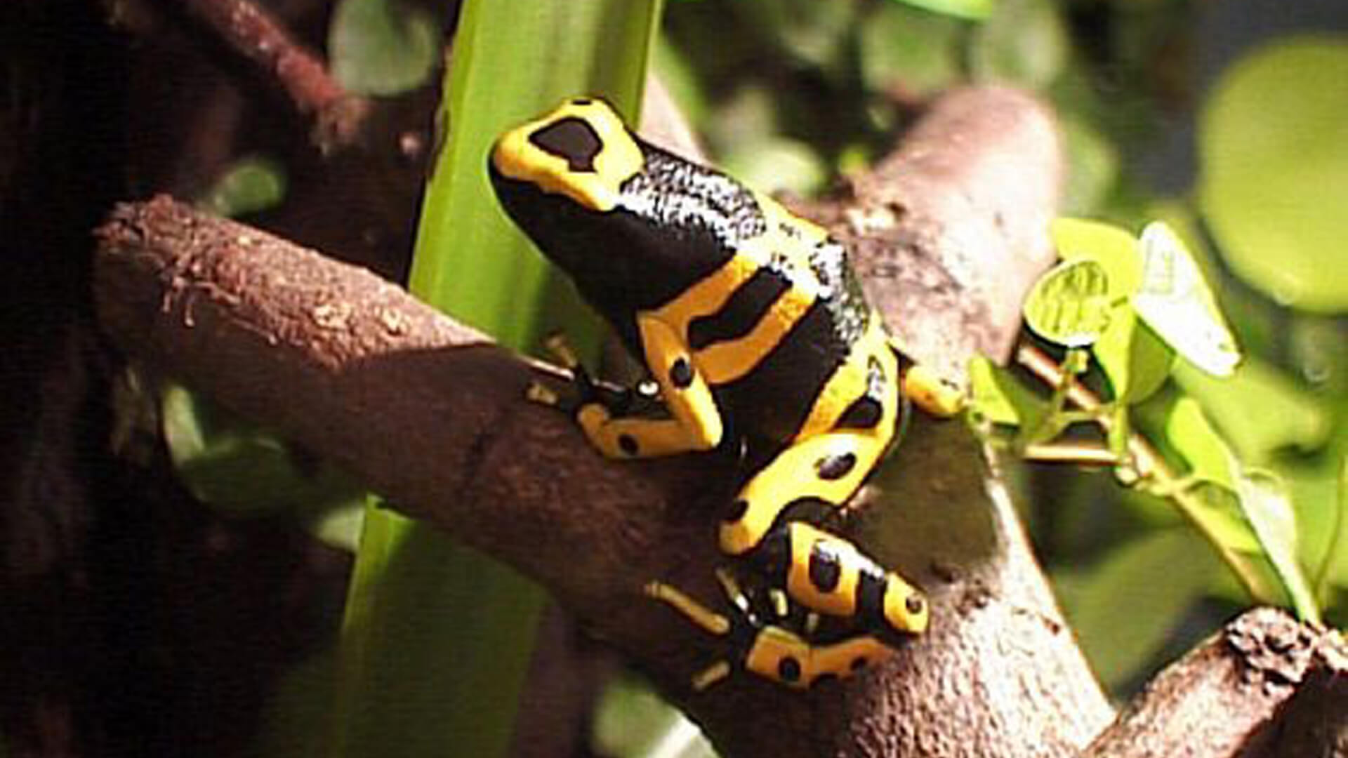 Central Florida Zoo & Botanical Gardens Poison Dart Frogs (7) Central