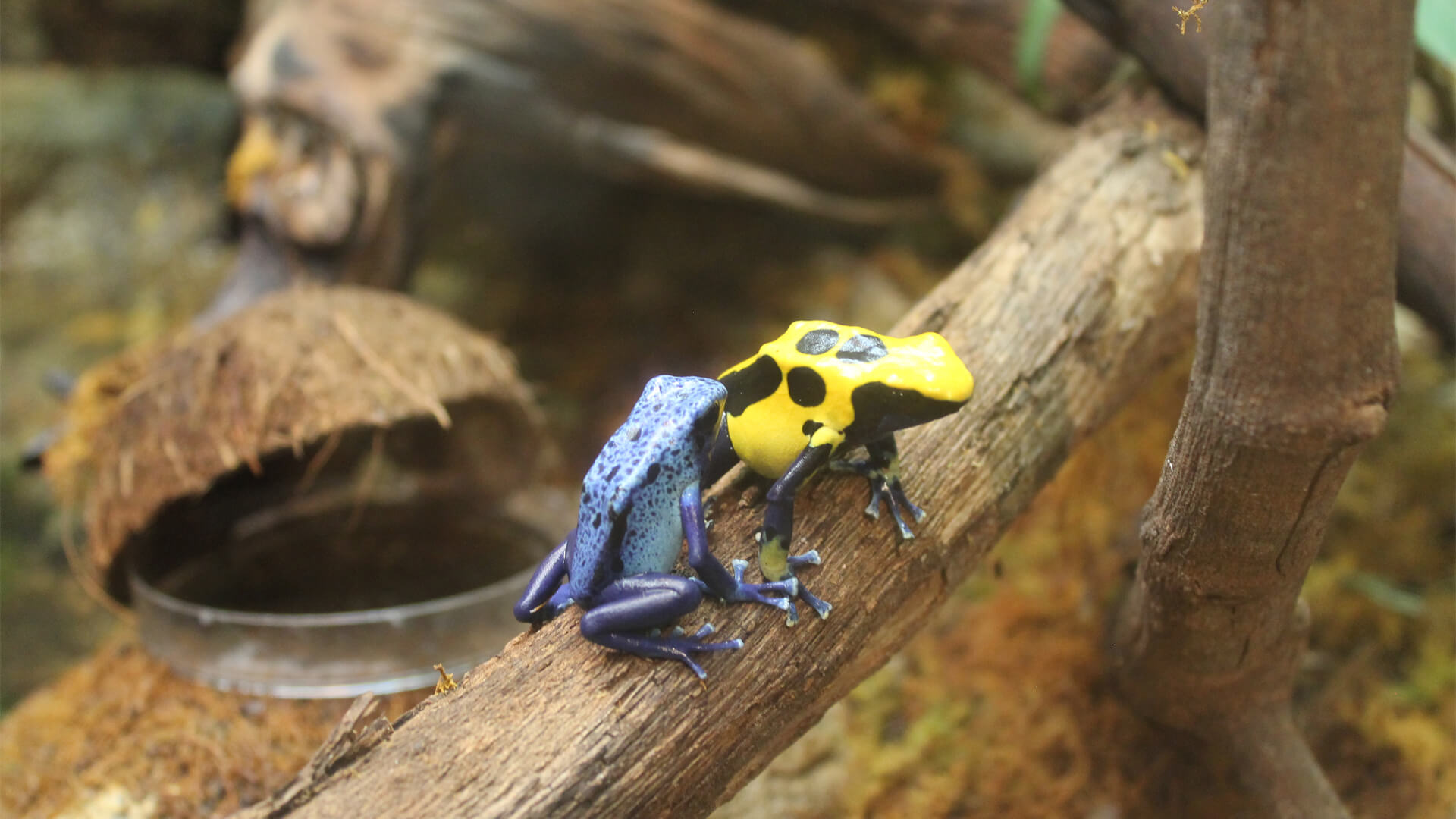 Central Florida Zoo & Botanical Gardens Poison Dart Frogs (9) Central