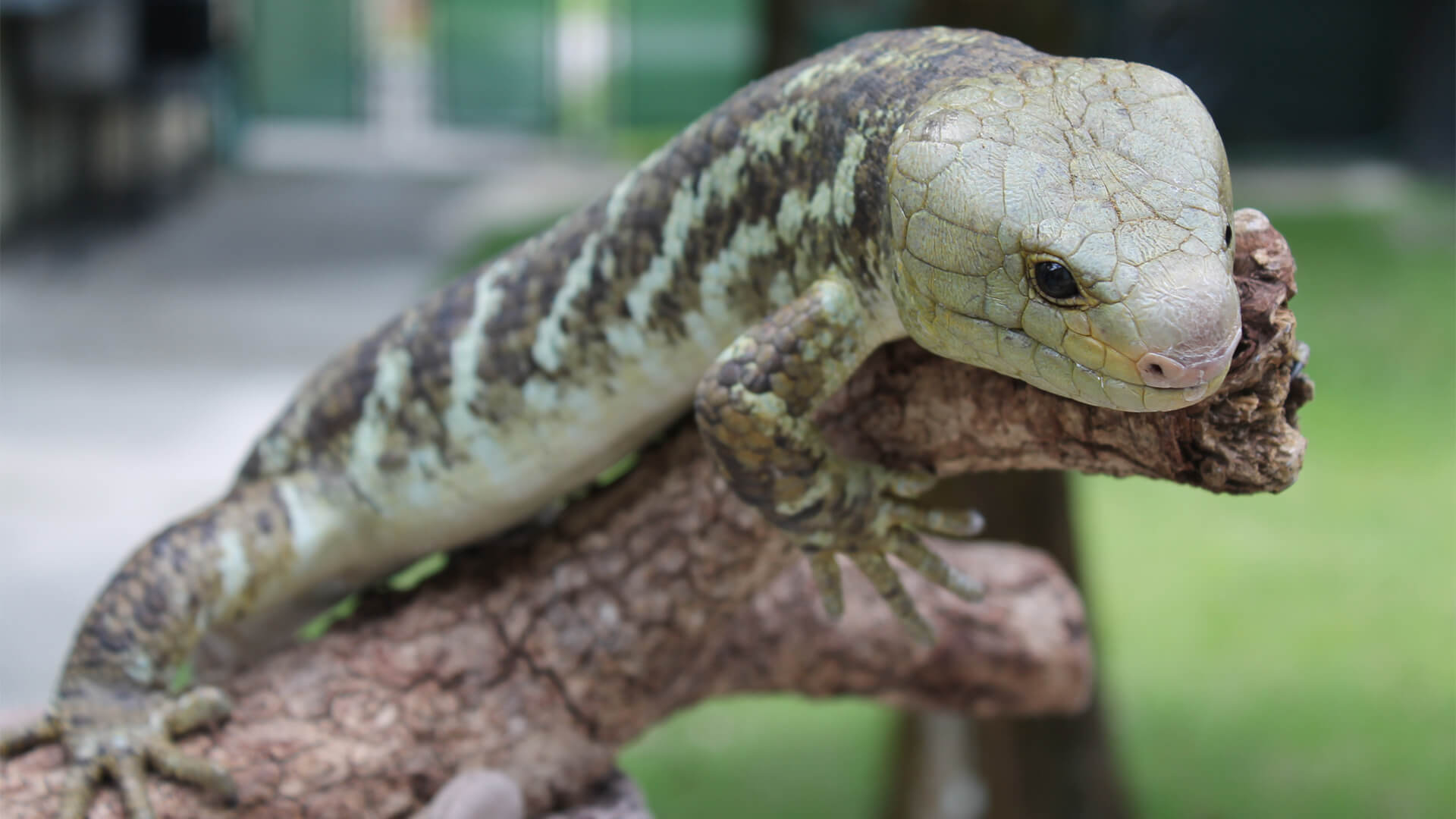 Central Florida Zoo & Botanical Gardens Prehensile tail skink (1