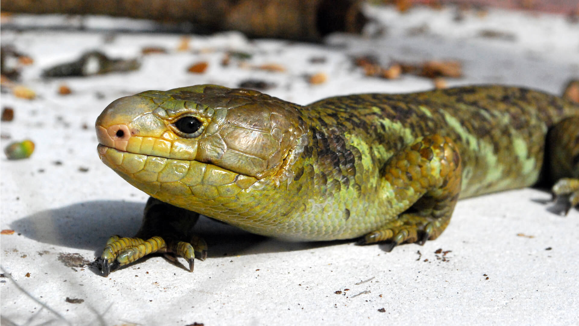 skink stuffed animal
