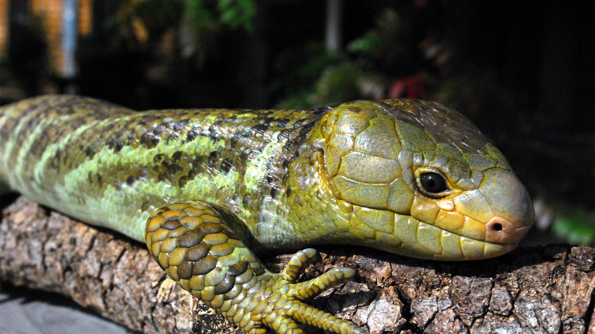 Central Florida Zoo & Botanical Gardens Prehensile-tailed Skink