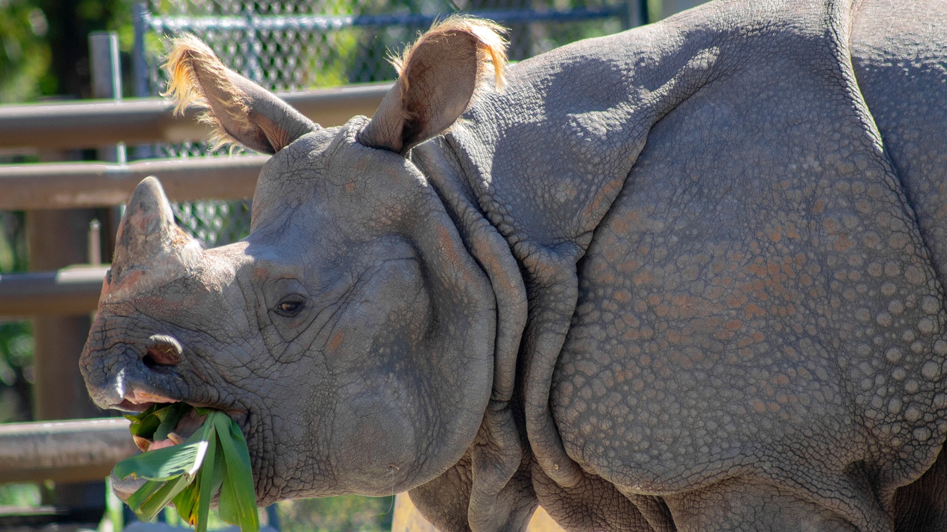 Rhino eating