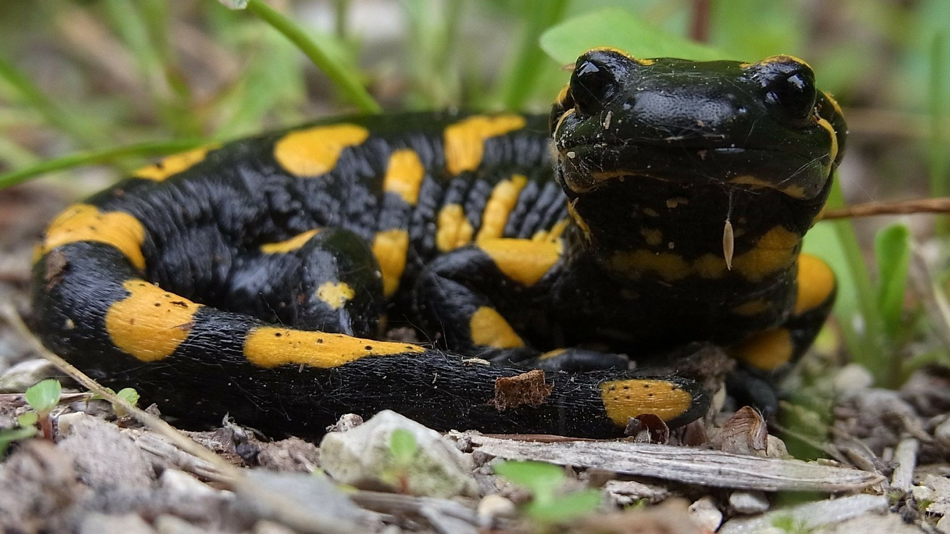 Fire salamander looking at camera