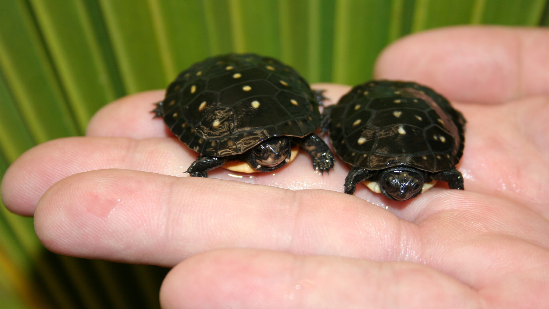 Central Florida Zoo & Botanical Gardens Spotted Turtle Central