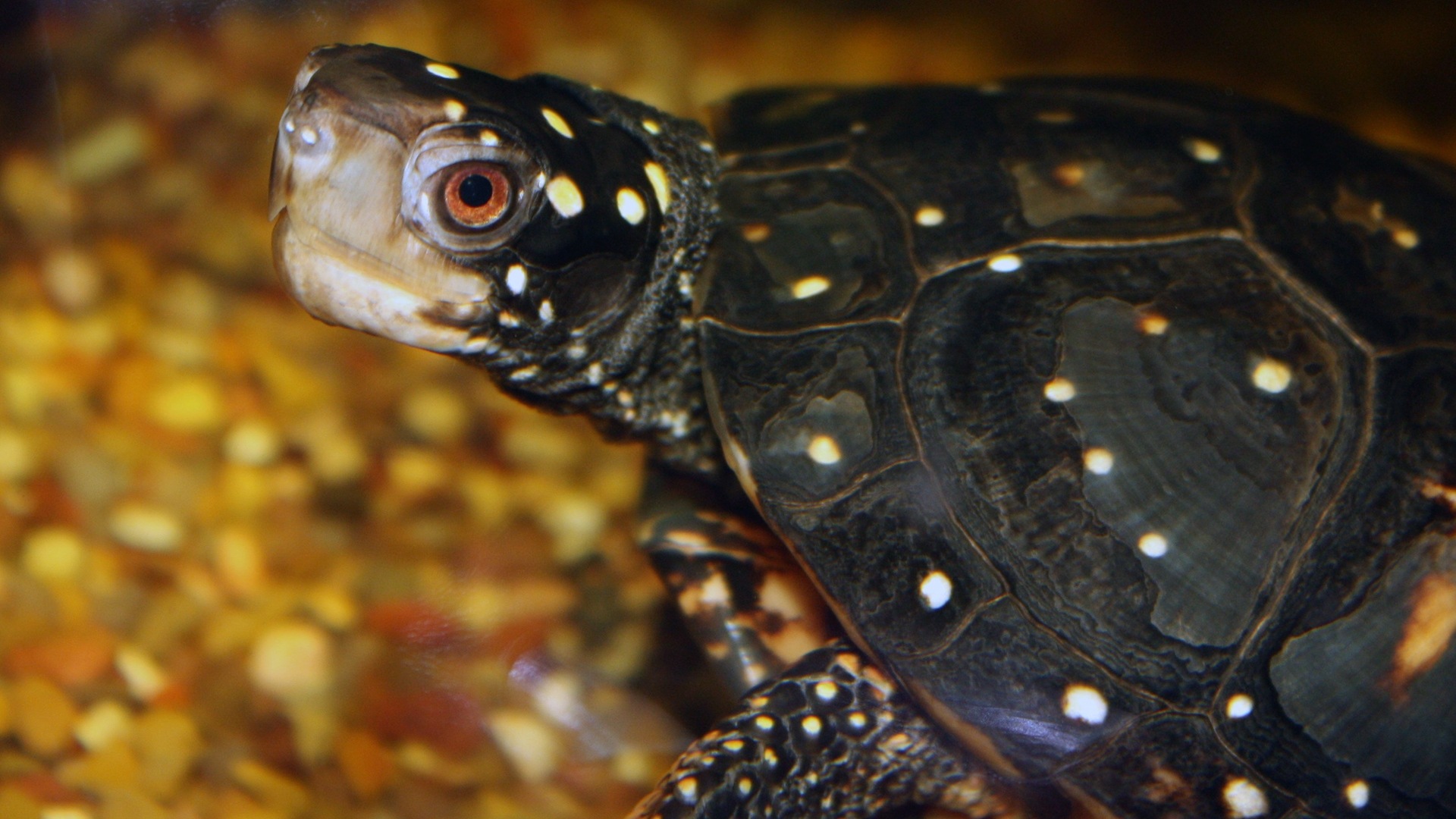 Spotted turtle