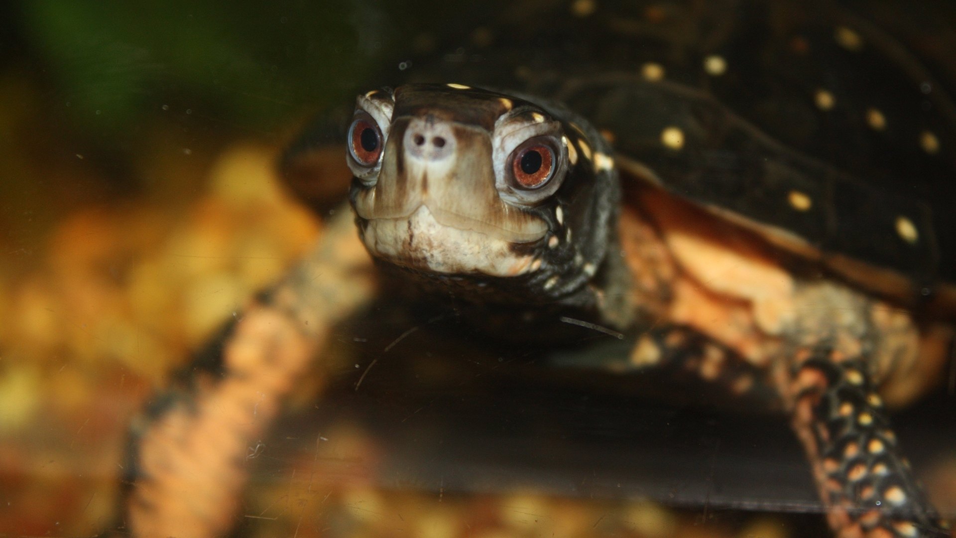 spotted turtle in water